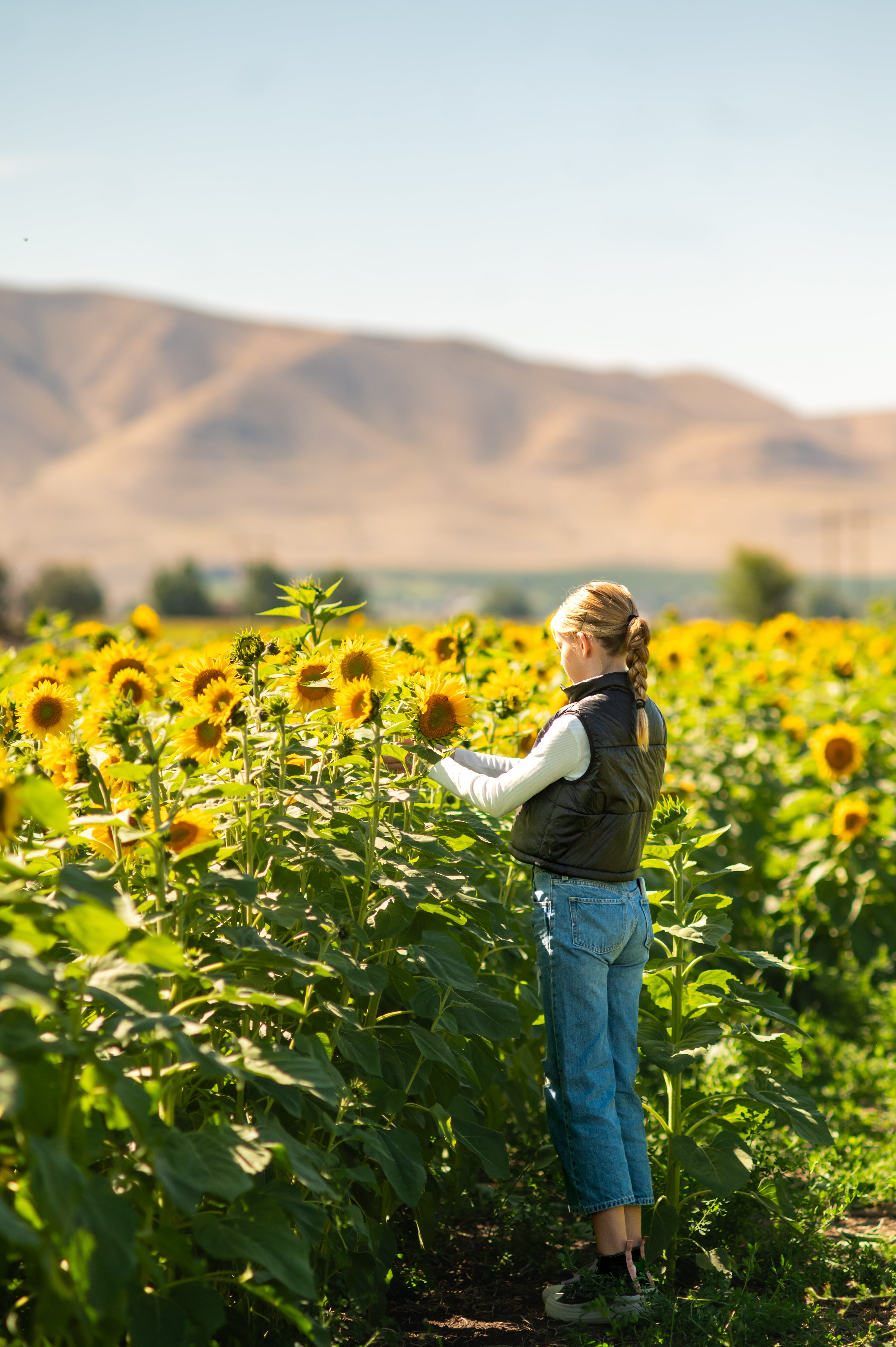 U-Pick Sunflowers
