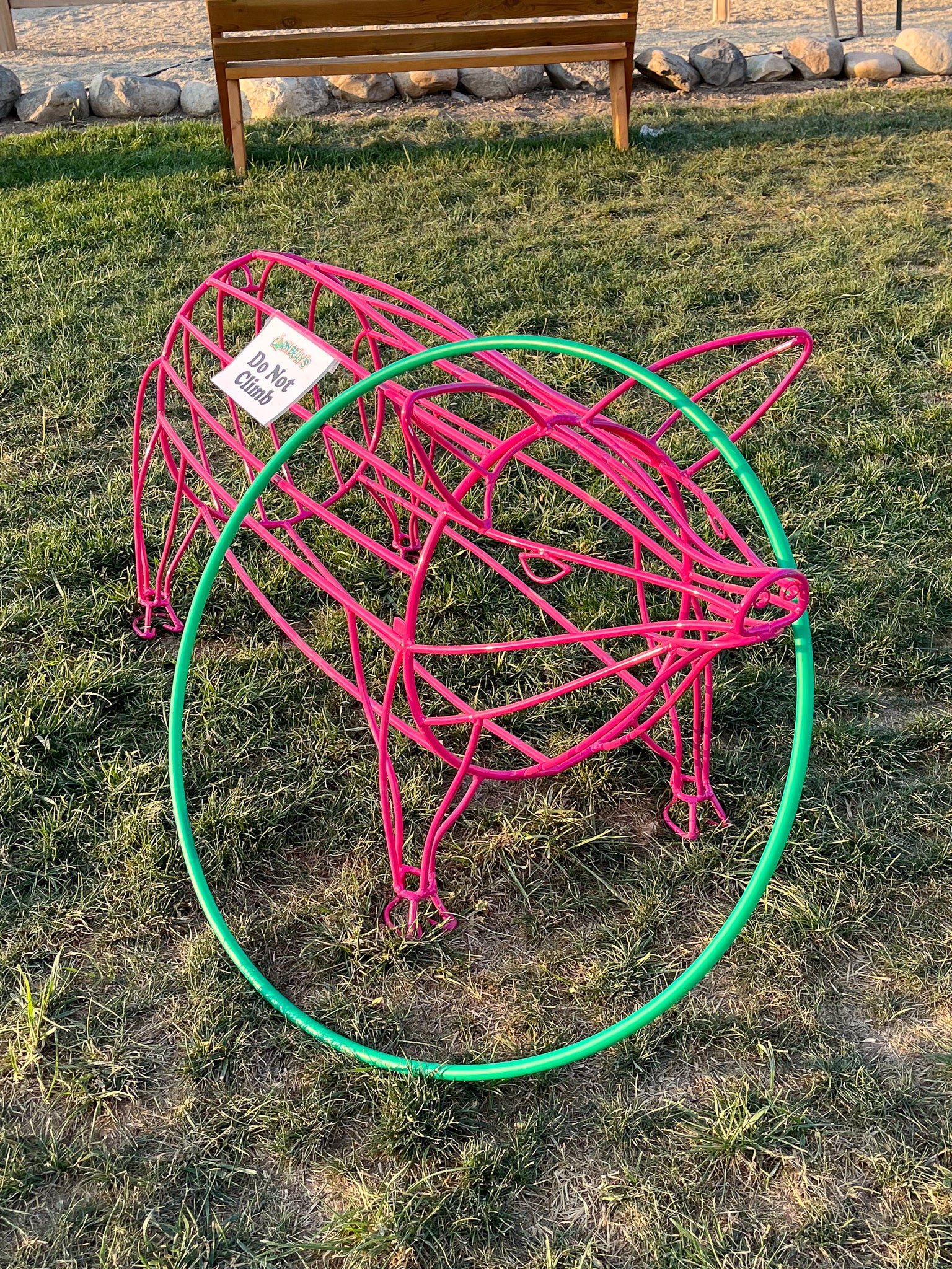 Hula Cows And Pigs