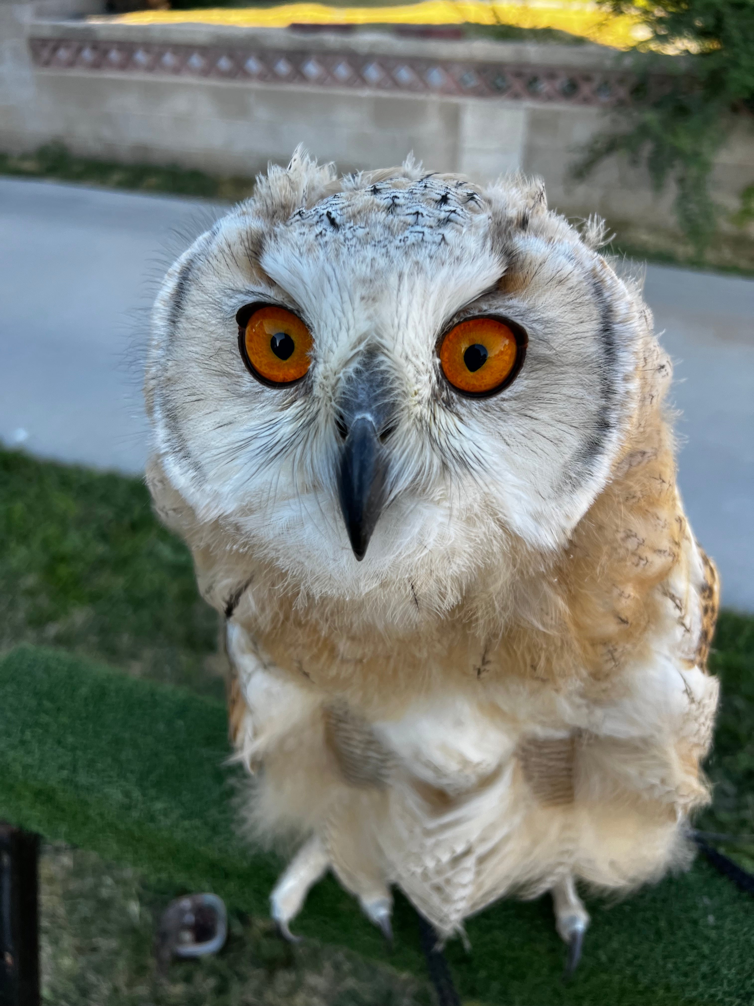 Bird Show