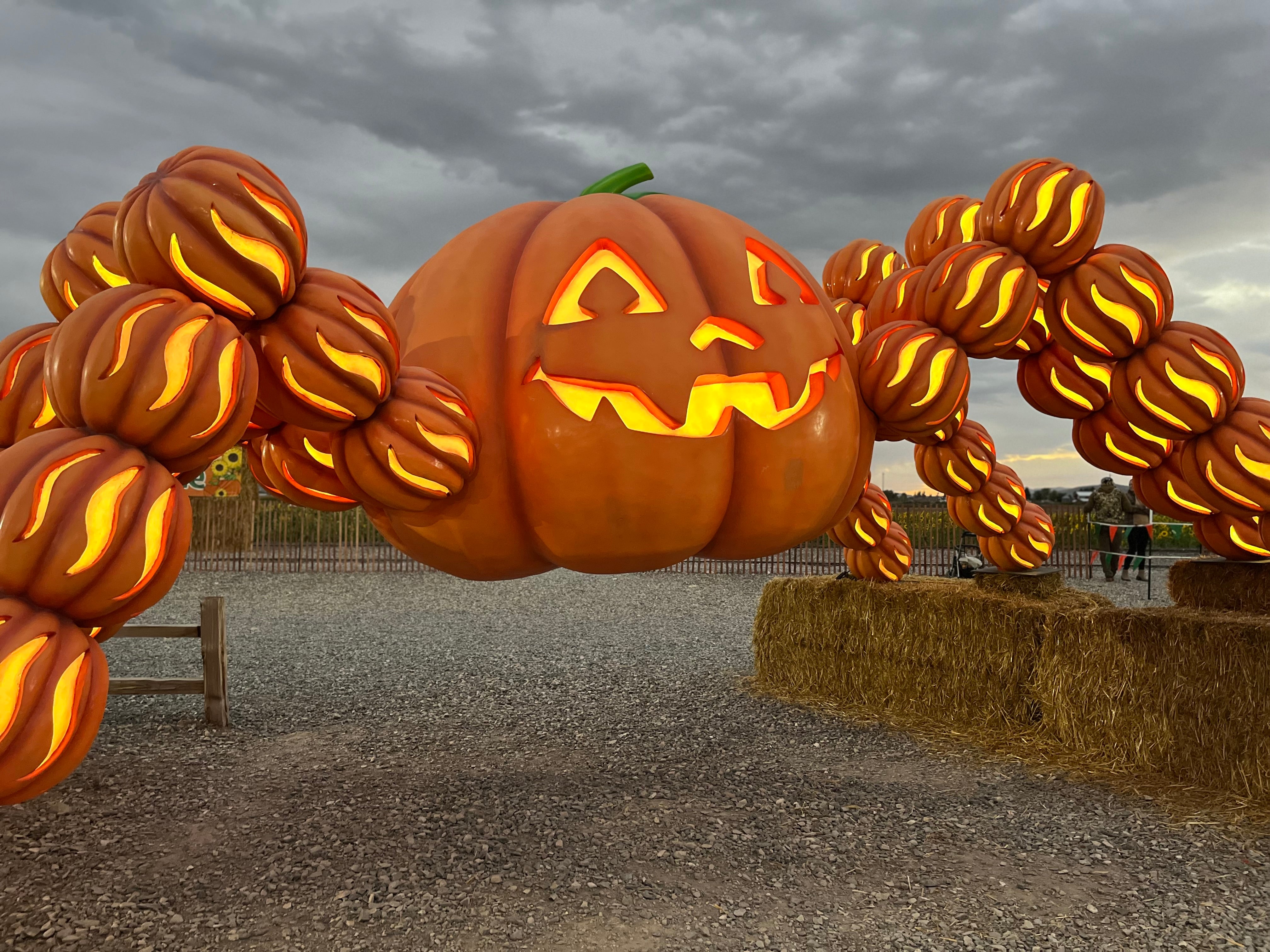 Pumpkin Wonders