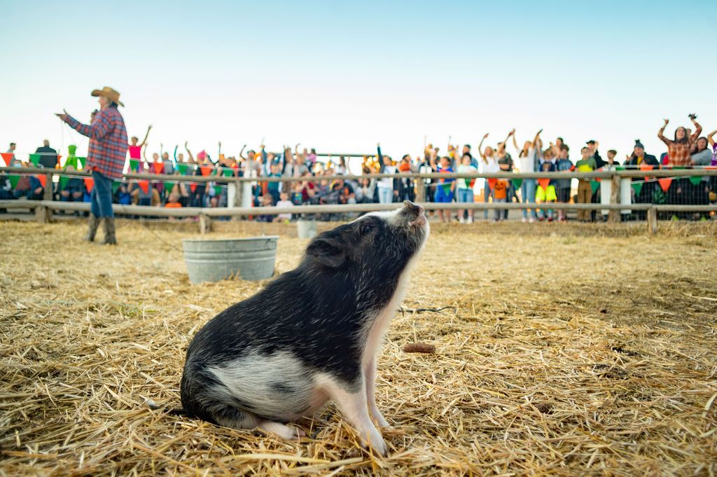 Pig Races