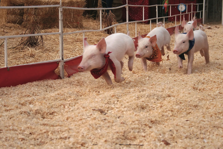 Pig Races- CornBelly's