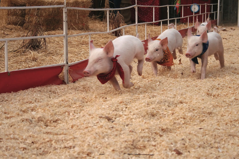 Pig Races- CornBelly's