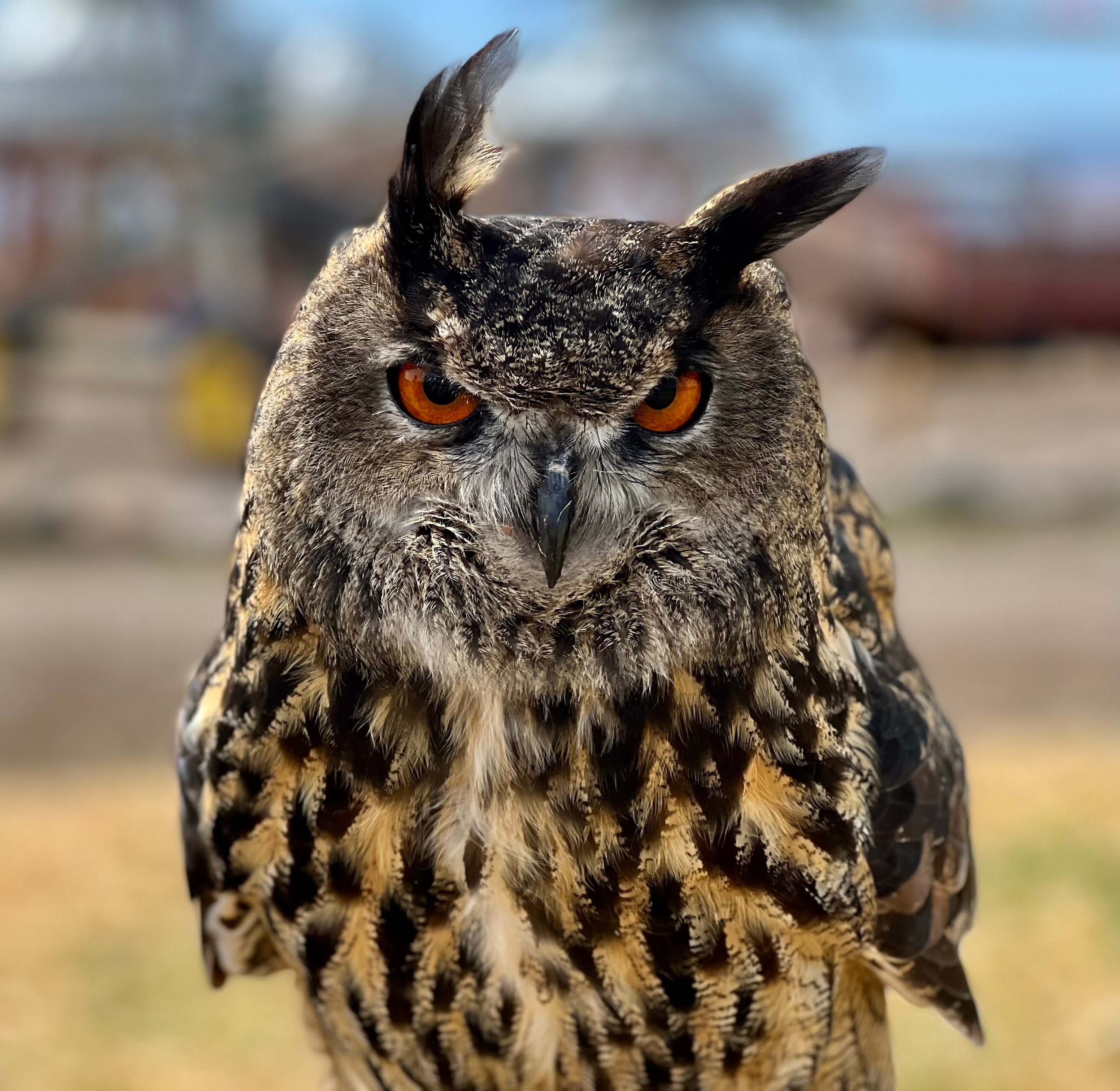 Bird Show