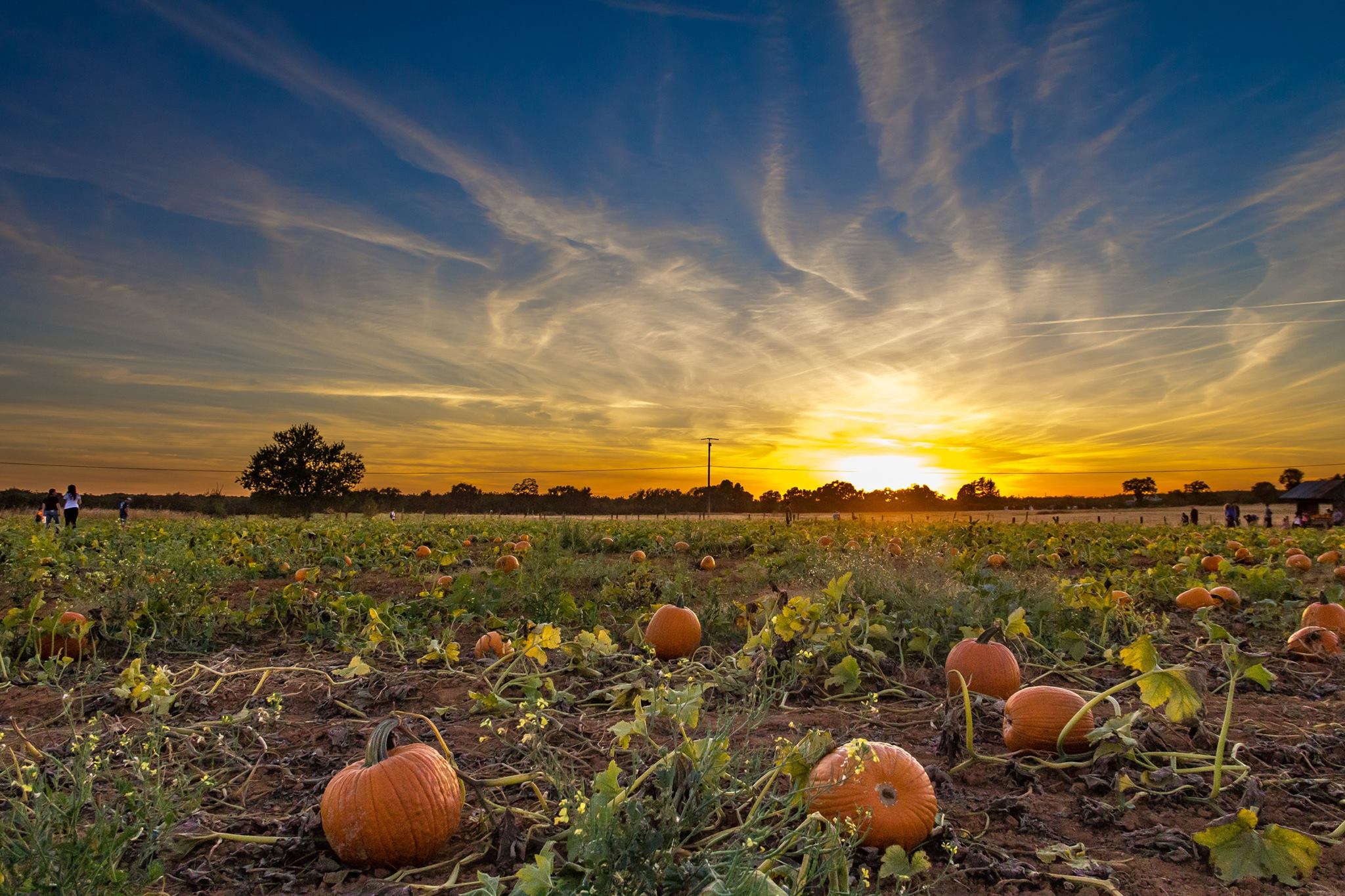 U-Pick Pumpkin Patch