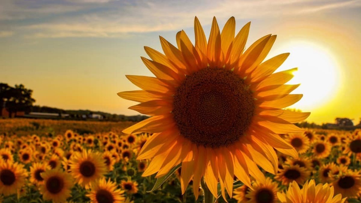 Sunflower Festival