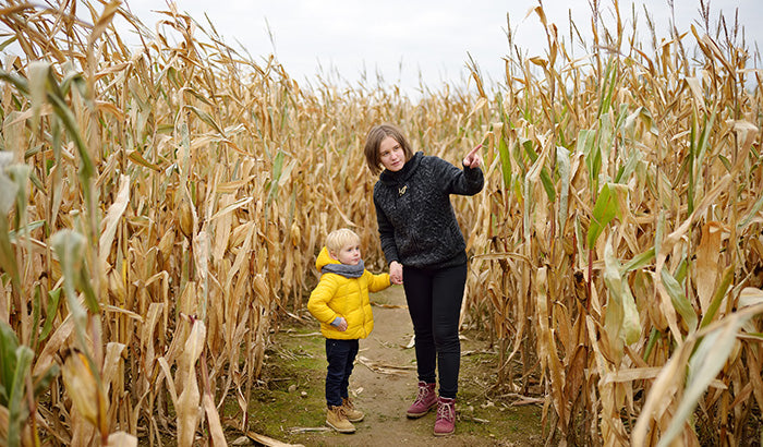 Everything You Ever Wanted To Know About Corn Mazes
