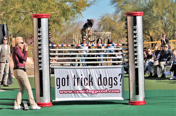 Stunt Dog Show