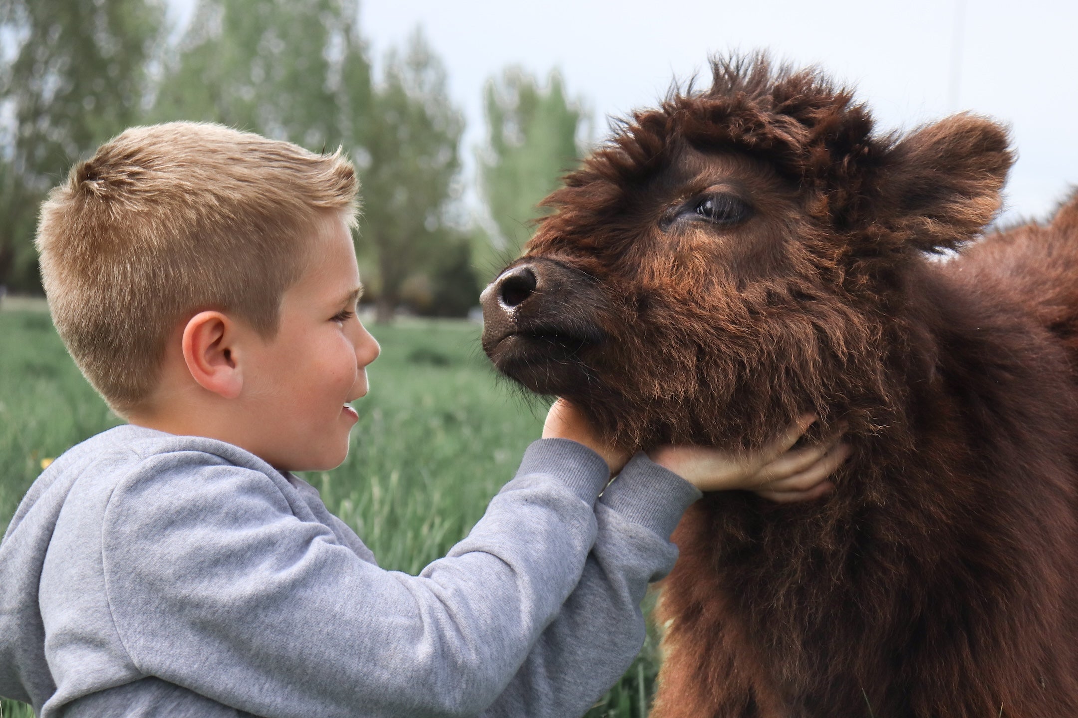 Cow Cuddling Days