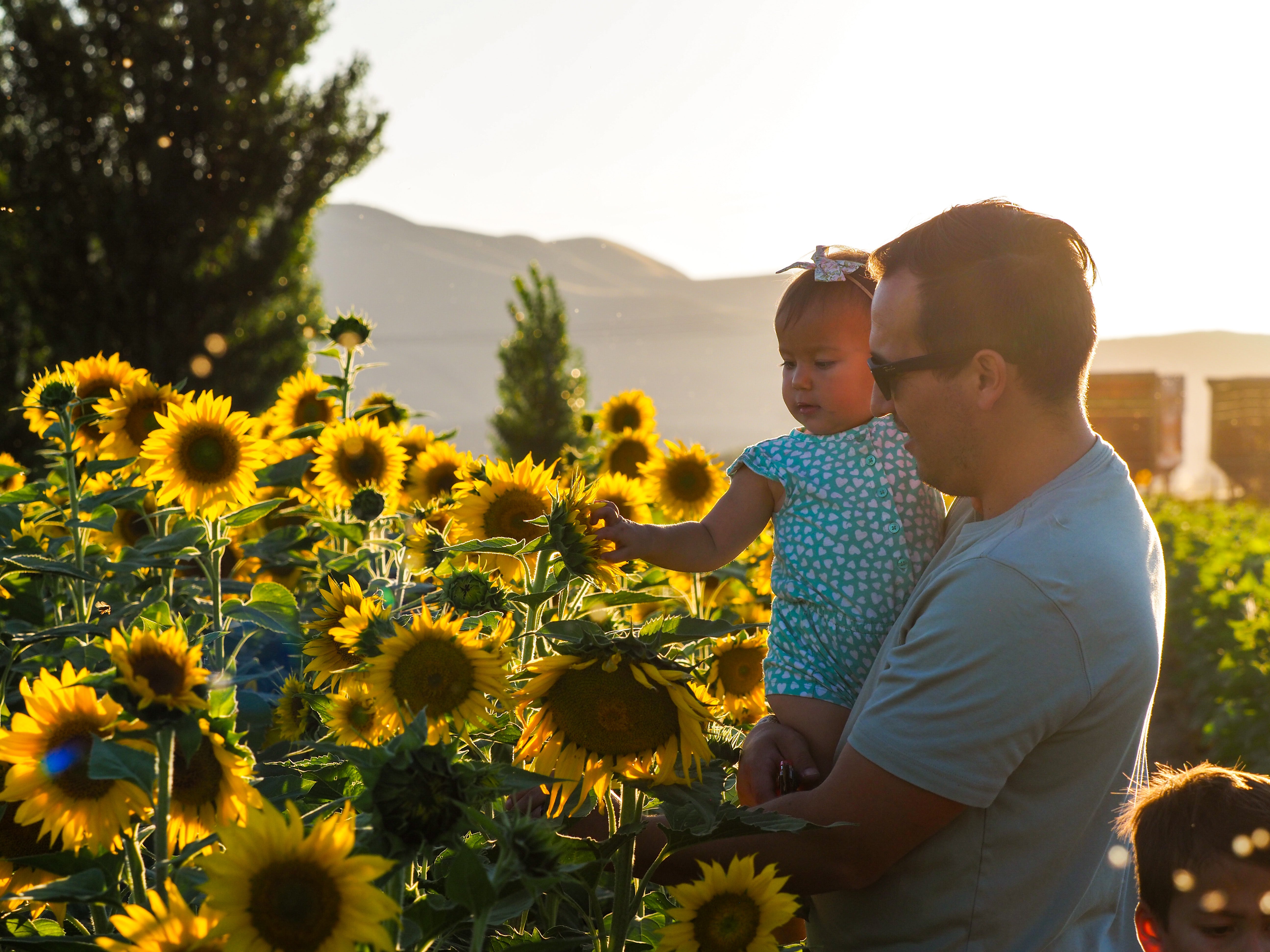 U-Pick Sunflowers