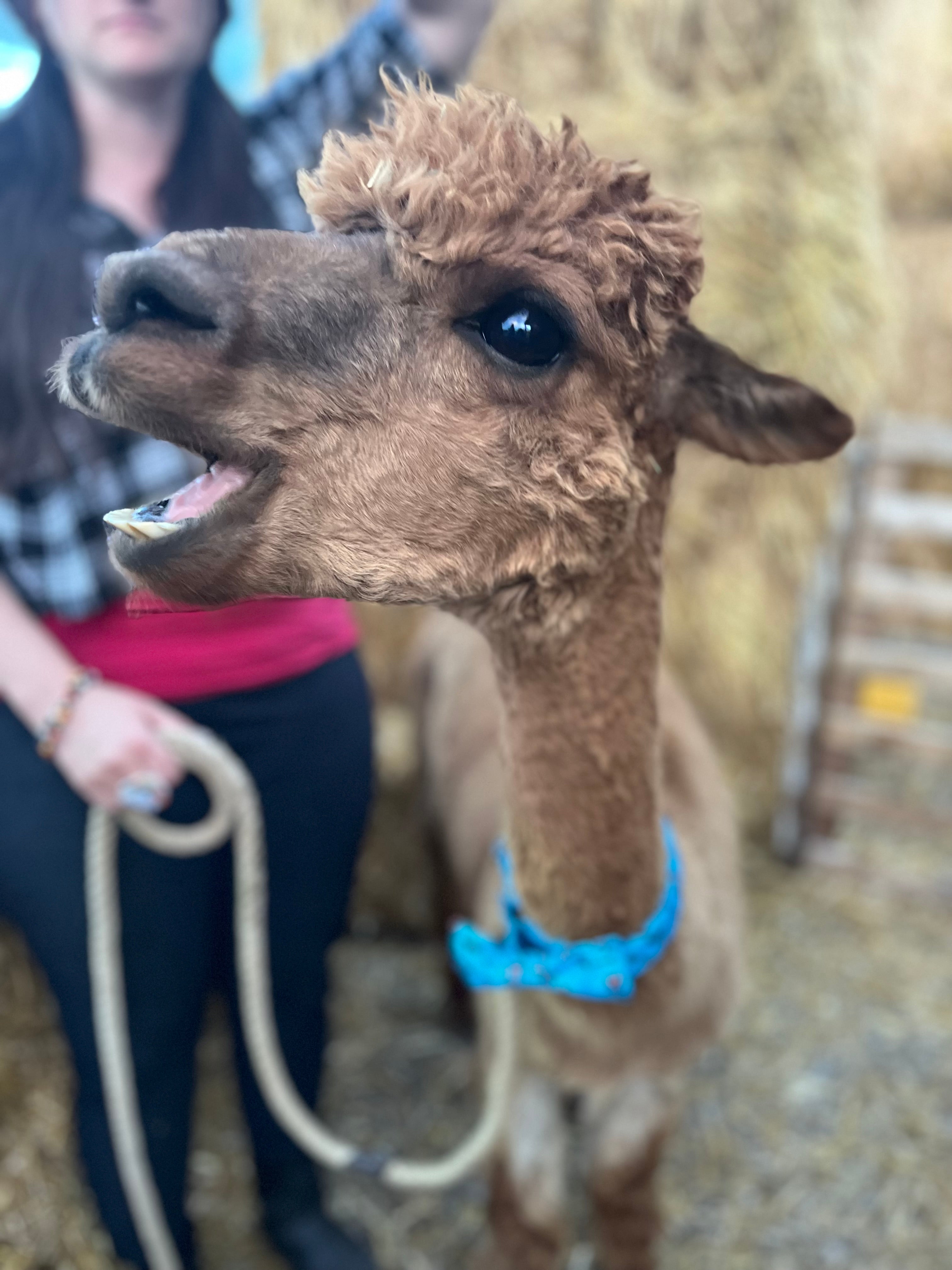 Farm Animal Encounters