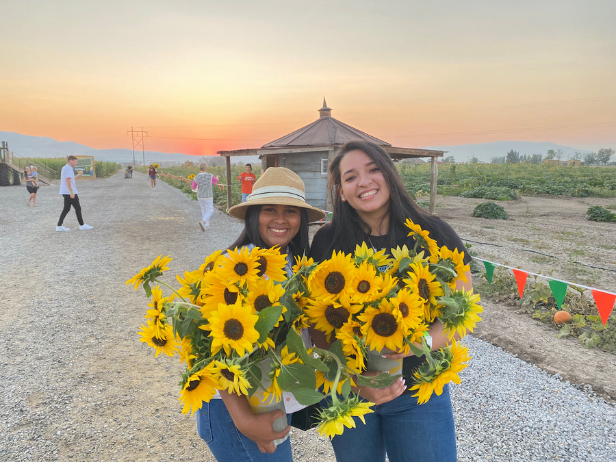 U-Pick Sunflowers