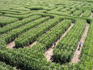 Spanish Fork Corn Maze